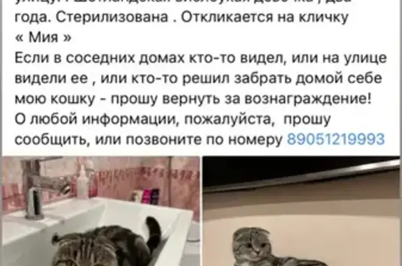 Пропала кошка Мия на ул. Гаврилова, 2А