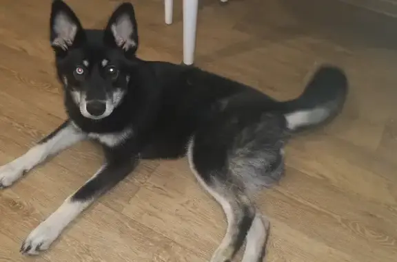 Собака найдена на ул. Мира, 3 в Архангельске.