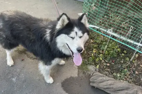 Собака без ошейника найдена на ул. Павлова, 86, Краснодар