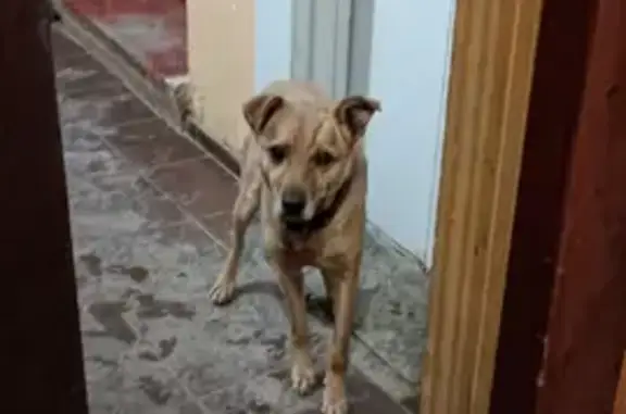 Найден добрый пёс с шрамом на Студенецкой набережной, Тамбов