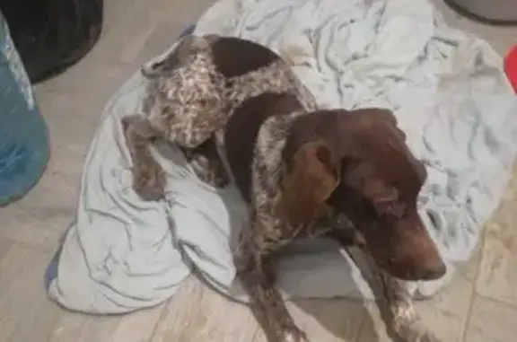 Объявления о пропавших и найденных животных, Ростов-на-Дону, фото: Щенок курцхара найден на Архитектурной улице в Ростове