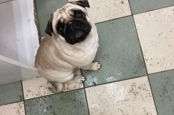 Найдена собака, Нижний Новгород, фото: Собака найдена на Пролетарской, 7 в Нижнем Новгороде