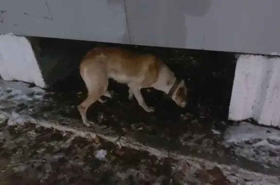 Собака найдена возле парка ГДК, адрес: наб. Леонова, 1А.