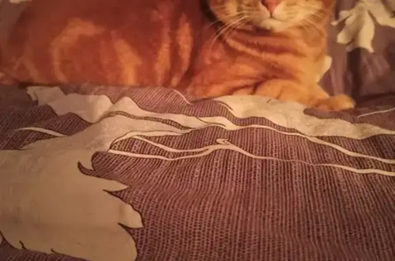 Кошки потеряшки, Санкт-Петербург, фото: Потеряшка кошка Банди на Северном проспекте 89 к1, СПб