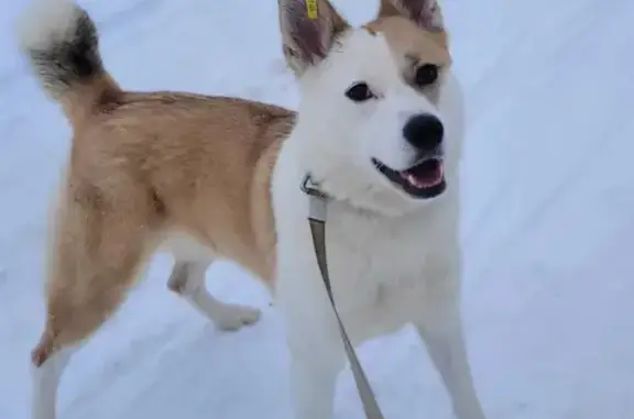 Найдена бело-рыжая собака Лесси в Хотьково, ищем хозяев