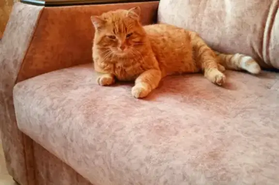 Пропала кошка Кеша в Тутаеве, Ярославская область