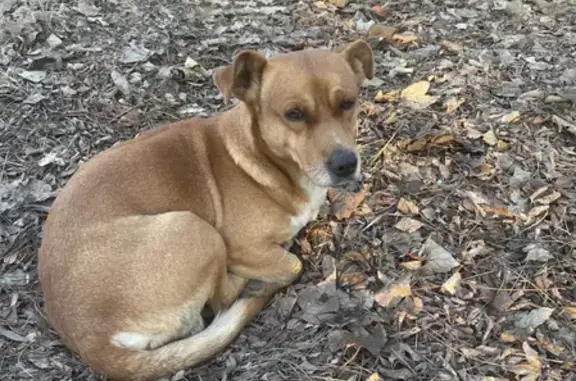 Найдена собака на Кубанской набережной - нужна помощь!
