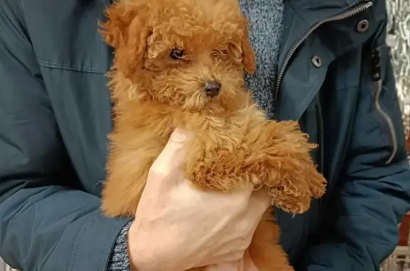 Объявления о пропавших и найденных животных, Калининград, фото: Пропал щенок той-пудель на ул. Репина, 18, Калининград