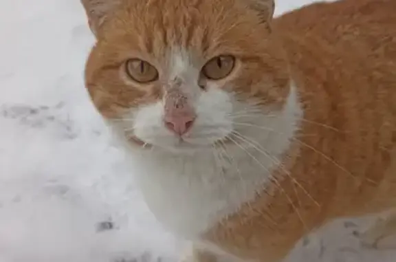 Ласковый котик найден в Московской области