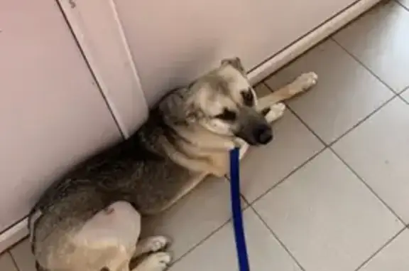 Пропала собака Лиза в Новотроицком поселении