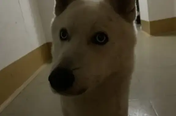 Собака найдена на Уланской, 5 в Ростове