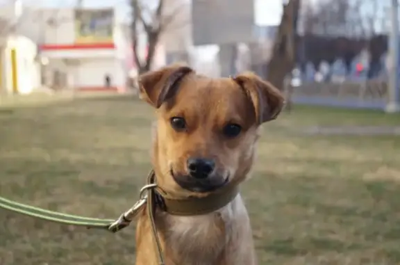 Найдена собака на улице Ставропольской, 89, Краснодар