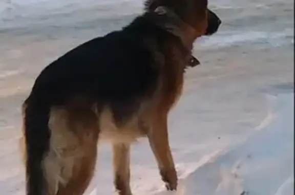 Пропала собака на Маркова в Иркутской области