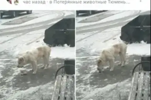 Пропала собака на Трактовой улице, возраст 7 лет