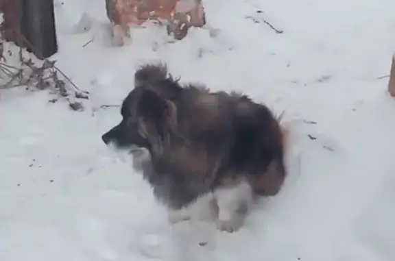 Пропала собака Мальчик на улице Крупской, Красноярск