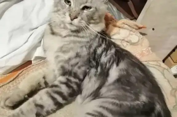 Потерянные животные Уфа, фото: Пропал мраморный Кот породы Мейн Кун на Кавказской улице, Уфа