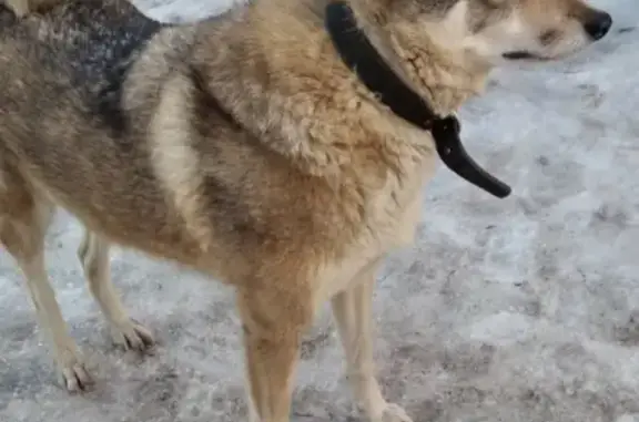 Пропала собака на улице Новикова-Прибоя, 14, Рязань