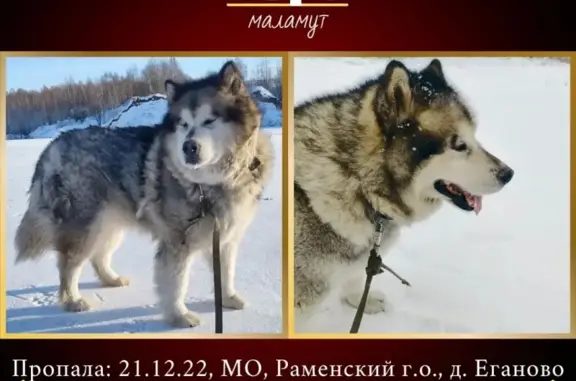 Пропала собака Нора на Центральной улице, Еганово