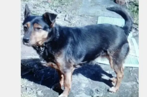 Пропала собака Лайма на Московской, 38