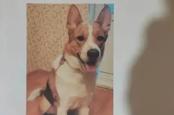Собака Кобель найдена на улице Ильича 28