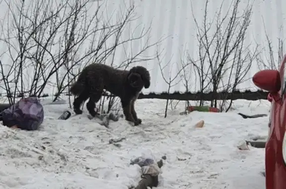Собака найдена на Рябиновой улице 3 к4 в Москве