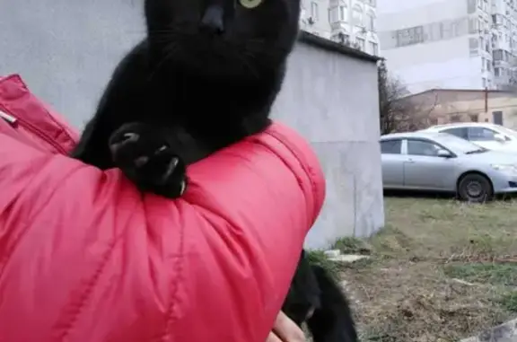 Пропала кошка Черный котик на ул. Ворошилова, Керчь