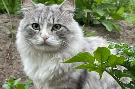 Пропала кошка на Октябрьской, 20 в Югорске