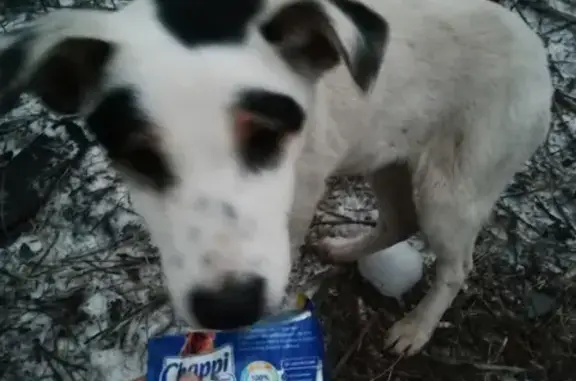 Найдена бело-чёрная собака на пер. Белоусова, 20, Ростов-на-Дону