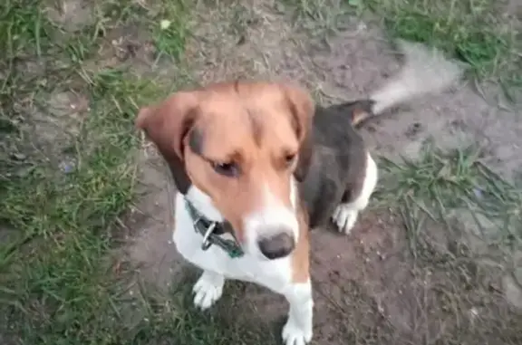 Пропала собака в Верхнем Мамоне, 13 января на полях Ольховатского сельского поселения.