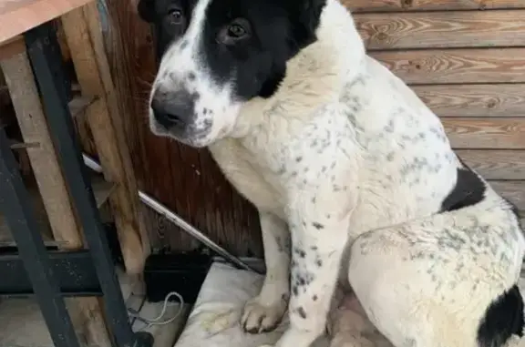 Найдена ласковая собака в Дерюзино (А-108)