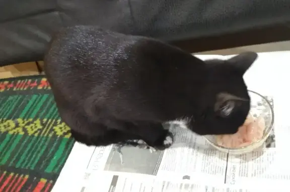 Кошки потеряшки, Ярославль, фото: Потеряшка чёрный кот с белым пятном на шее на ул. Рыкачёва, Ярославль