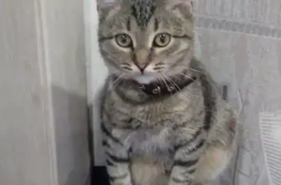 Найдена кошка на Красной улице, Сызрань