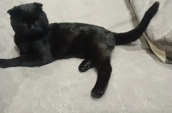 Найден черный кот на Гражданской, 14.