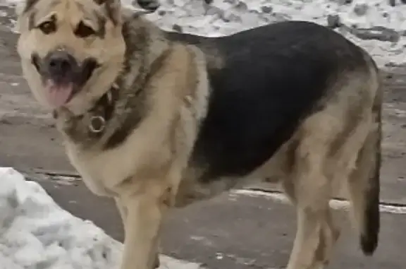 Собака на Дорожной ул. в Чертаново, возрастной кобель овчарки