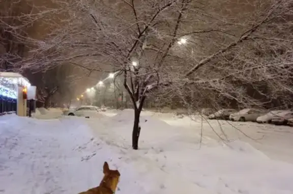 Пропала собака в Московском районе Казани