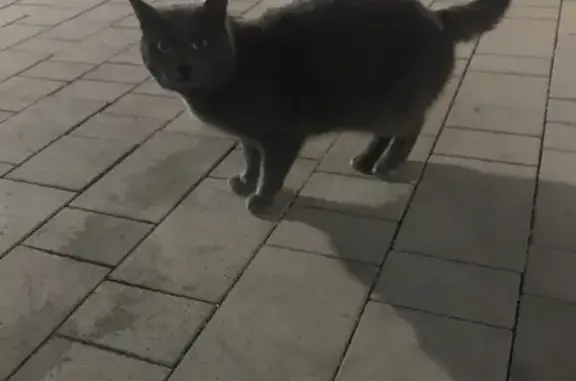 Кошка найдена на ул. Григорьева, 12 в Новороссийске