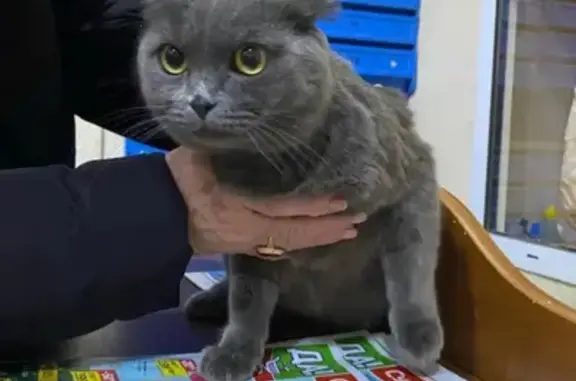 Найден британский кот на Высоковольтном проезде