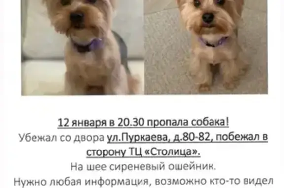 Пропала собака на улице Пуркаева, 82А
