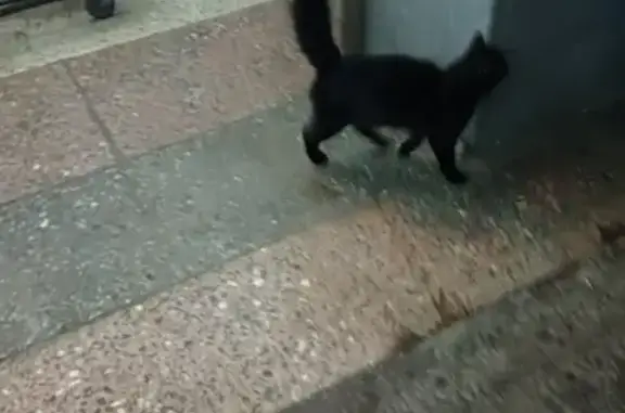 Ухоженный черный кот найден на ул. Кирова, 44