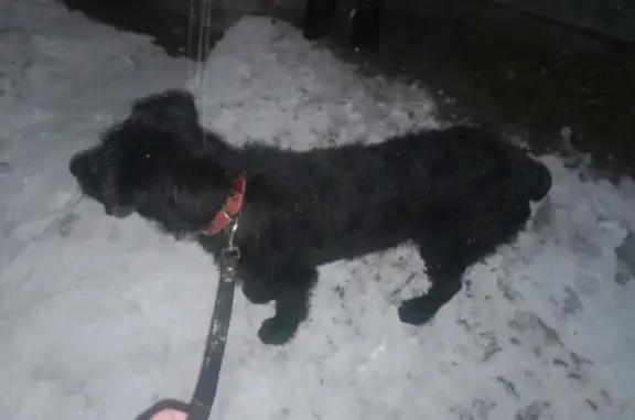 Собака найдена на улице Мира, 109 в Клинцах.