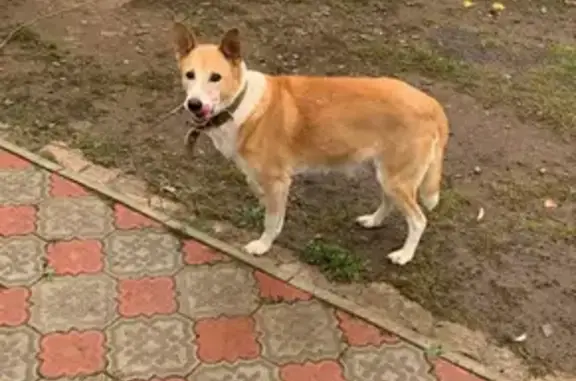 Пропала собака в Новом Актанышбаш, Башкортостан