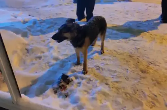 Найдена молодая собака на пр. Мира, 27А