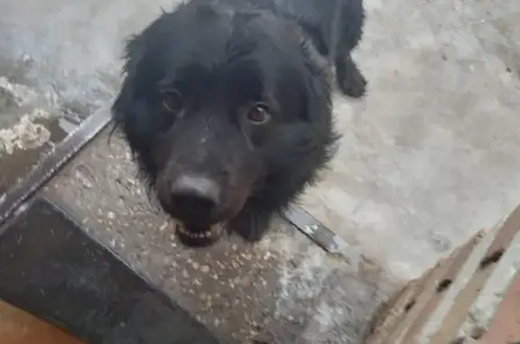 Пропала собака Кобель на проезде 9 Января 68, Тольятти.