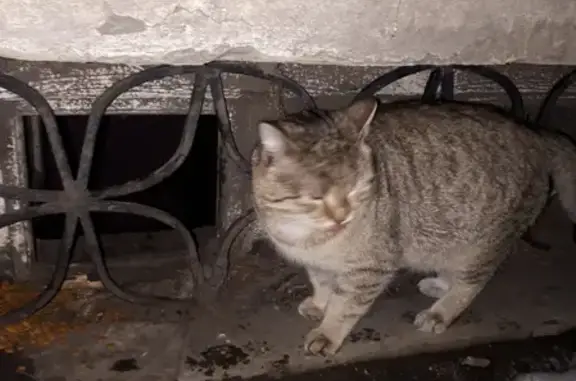 Найдена кошка в подвале Ленина 2, Прокопьевск