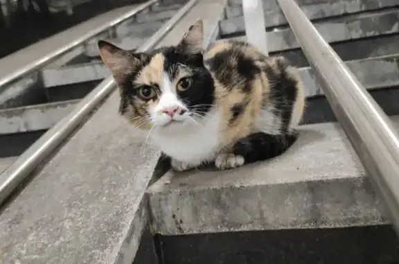Найдена кошка на пр. Маршала Жукова, Москва