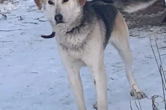Собака в ошейнике найдена возле Бригадирского моста в Пензе