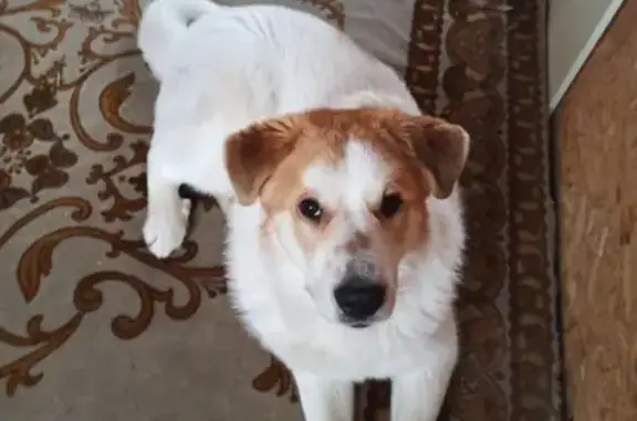 Найдена собака на ул. Капитана Громова в Октябрьском посёлке