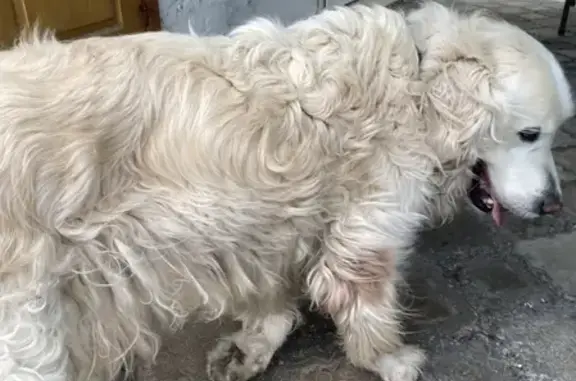 Найдена собака в Черноморском сельском поселении
