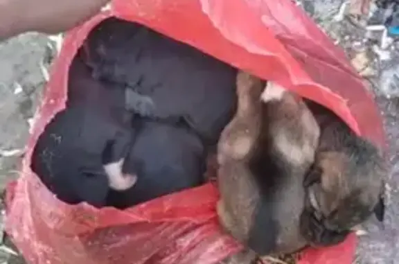 Найдены щенки в мусорном баке, ищем помощь