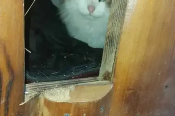Найден пушистый кот на Школьной улице, Молоково